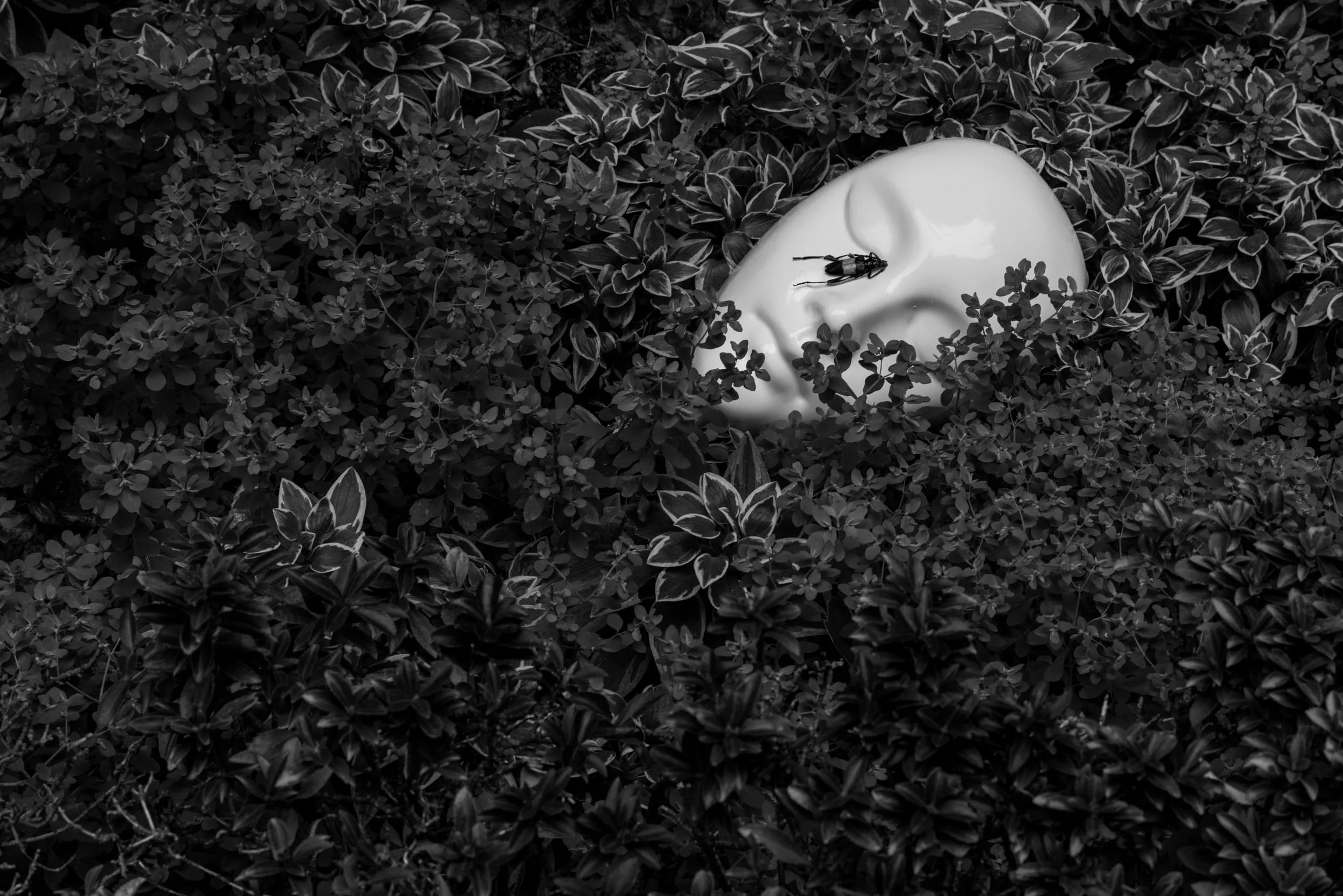 Pseudonym, photograph 3