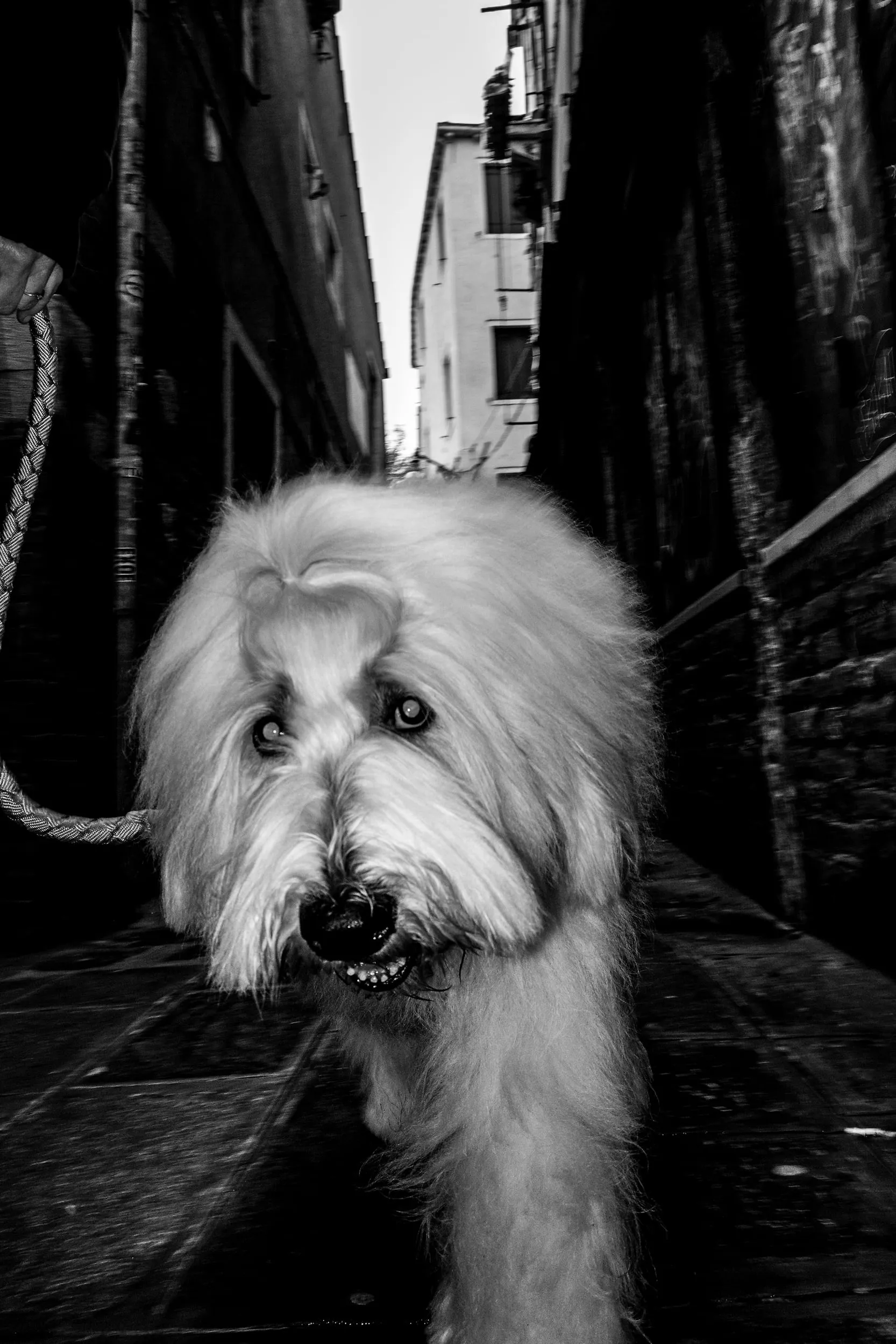 Carnevale di Venezia, фотография 7