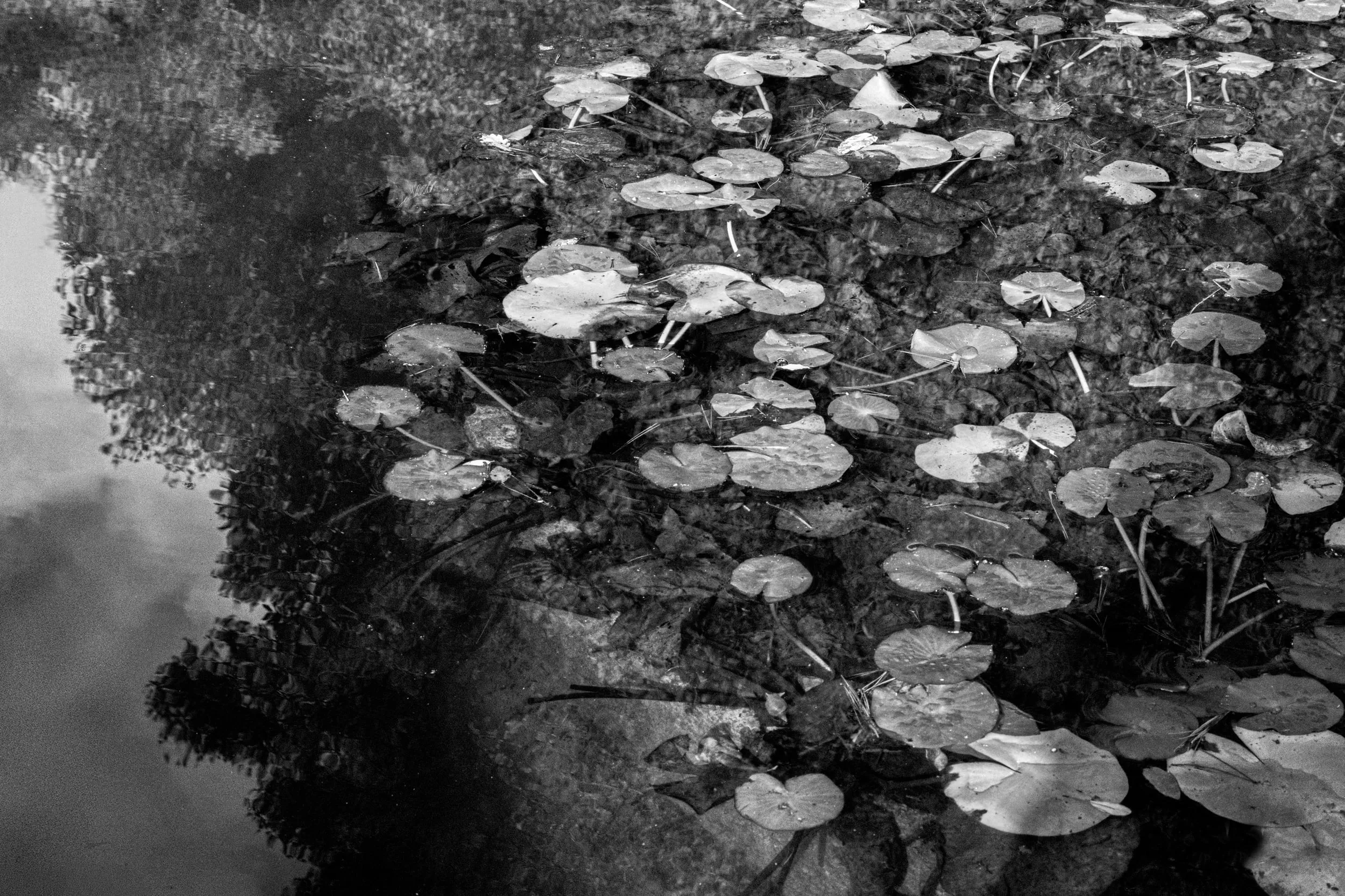 Pseudonym, photograph 24